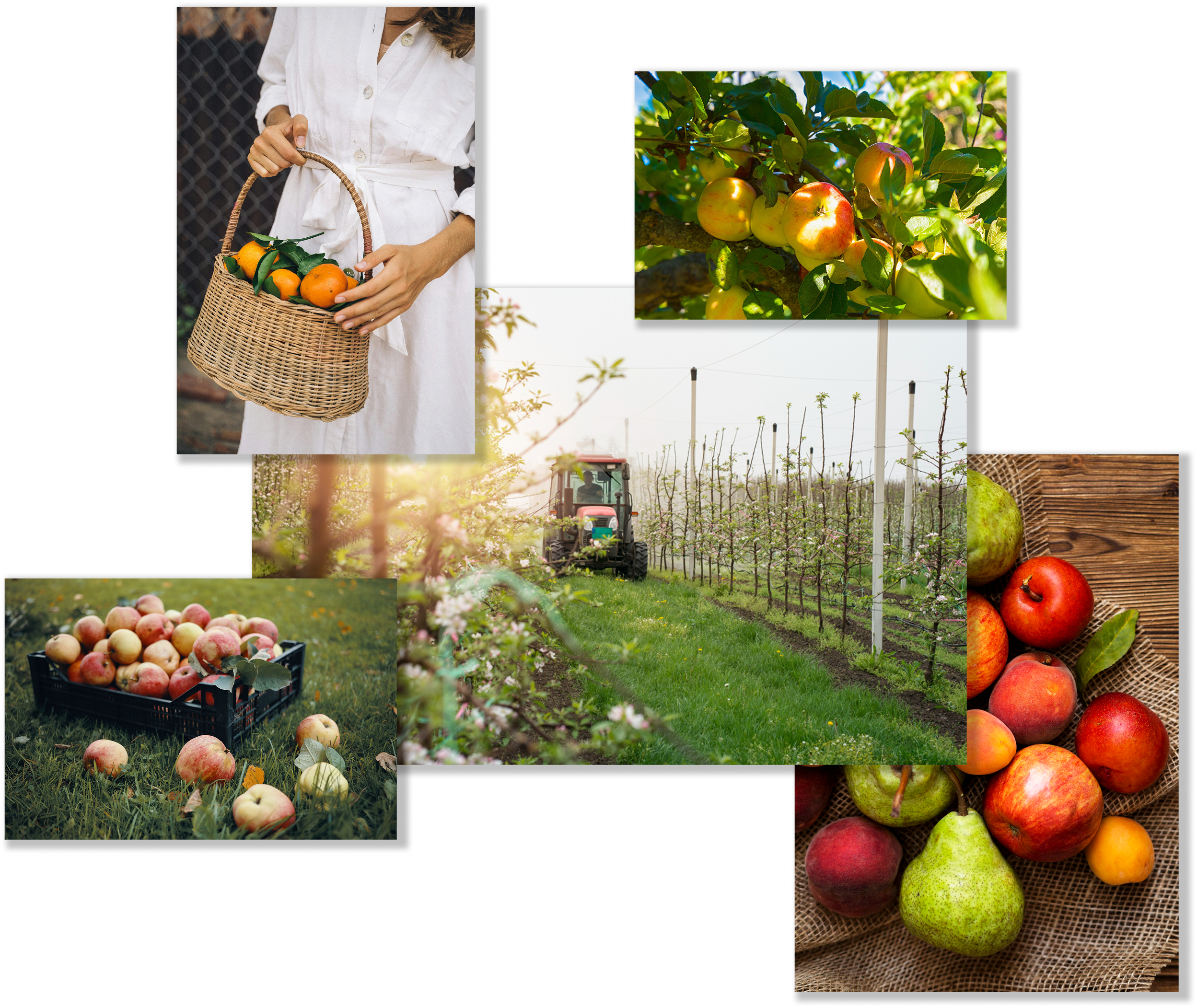 Friss gyümölcsök és zöldségek