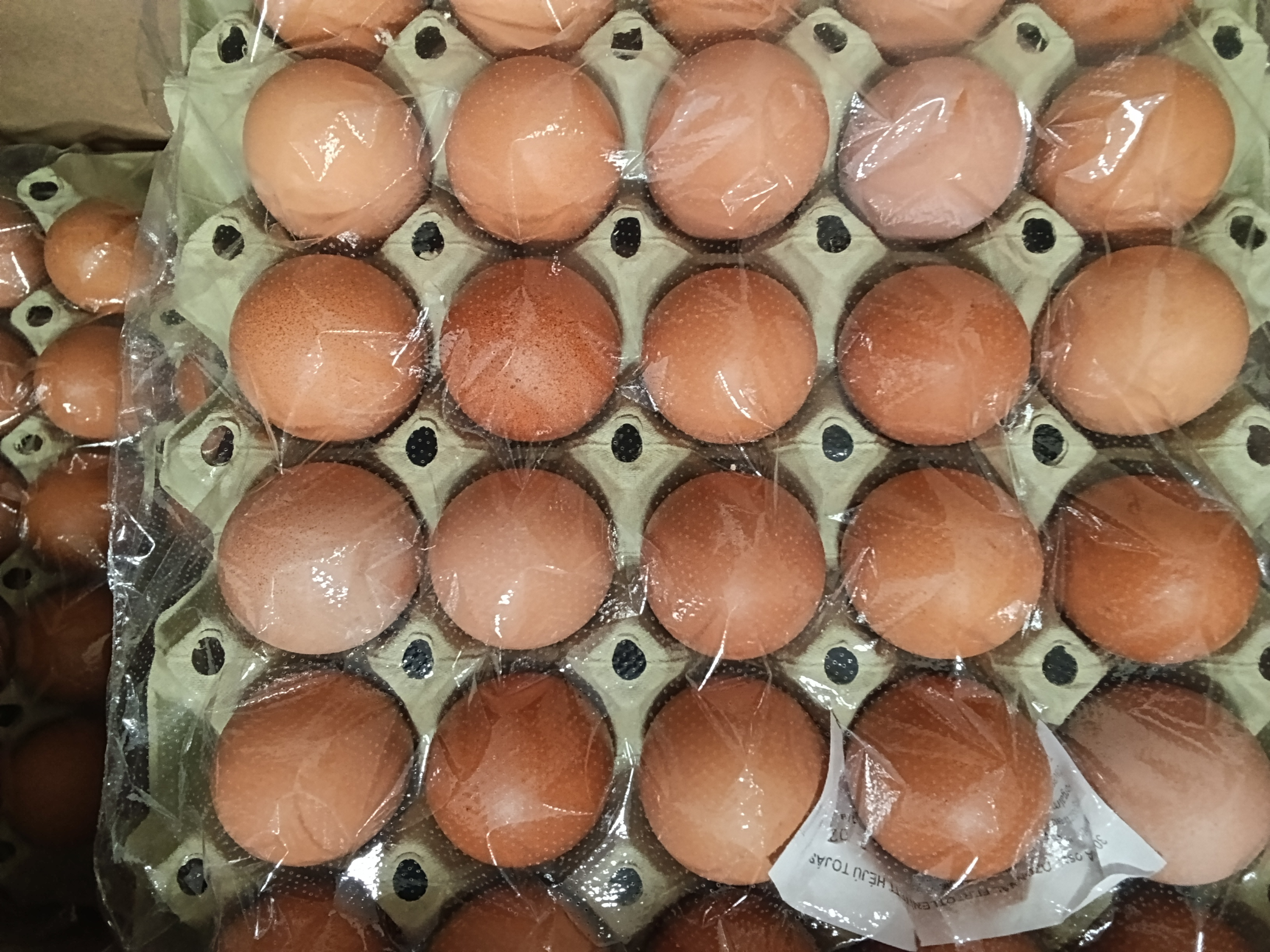 FERTŐTLENÍTETT TOJÁS"M"